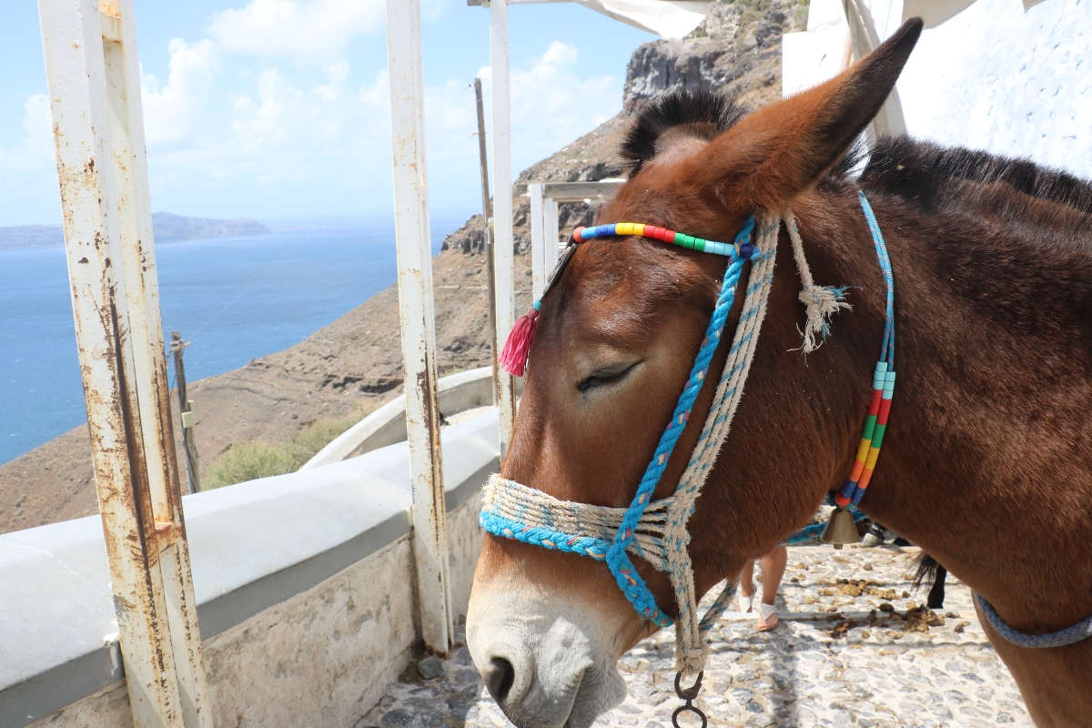 donkey ride in Fira